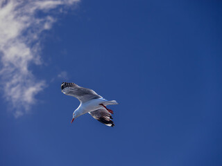 Gull Hovering