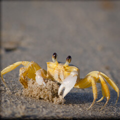 crab on the beach