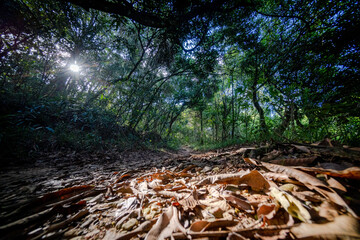 Obraz premium forest in autumn