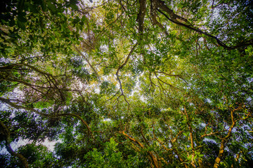 green leaves in the forest