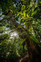 tree in the forest