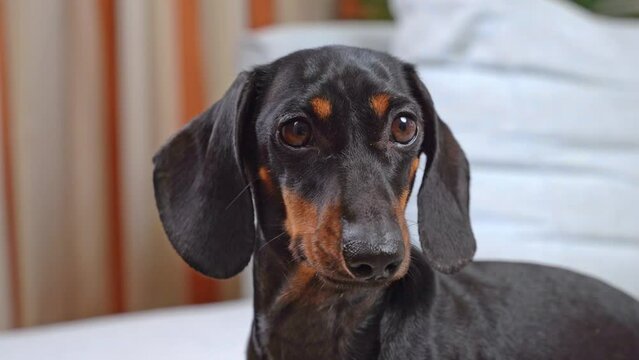Dog close-up portrait, defenseless puppy in veterinary clinic looks attentively frightened shakes his head, ears from discomfort. Water got into ear of a pet, medicine was dripped, pumps, shakes out