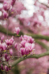 Fototapeta na wymiar Cherry Blossoms 