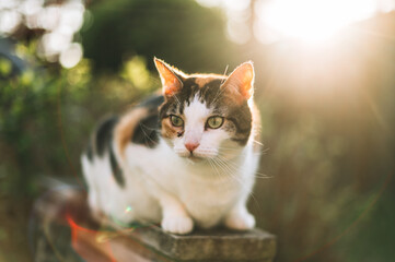 Cat exploring outside at sunset