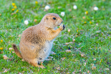 Prairie Dogs in Custer State Park, South Dakota