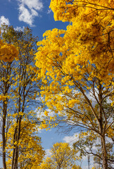 yellow ipê ipe in brasilia federal district brazil
