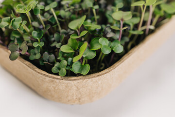 Close-up of small leaves of home grown micro-green.