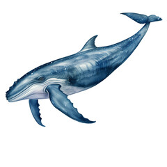Blue whale watercolor digital illustration isolated