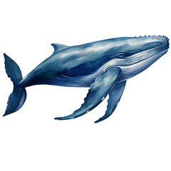Blue whale watercolor illustration isolated