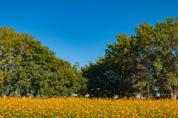 Obraz premium 美しいコスモス