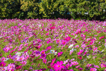 美しいコスモス