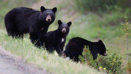 A family of black bears