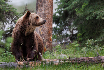 Fototapeta na wymiar A grizzly bear looking to the right
