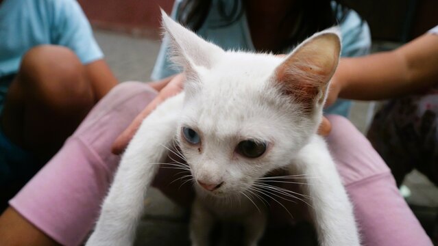 funny white cat play alone