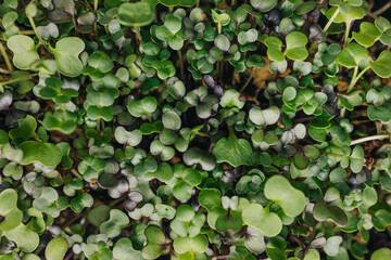 Background with close-up leaves of microgreen