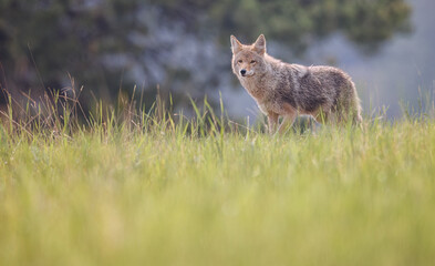 A coyote standing on a small hill