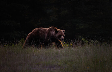 A backlit grizzly bear at sunset