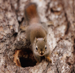 A squirrel looking down from a tree