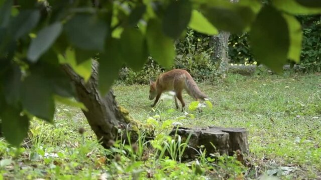 A young fox pees in the woods, marks its territory