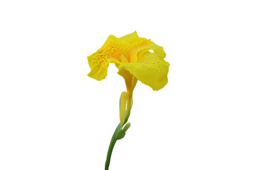 Close-up view of yellow canna flower isolated on png file at transparent background.