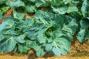 Cabbage foliage, seen from above, displays perforations caused by pest infestations, impacting leaf...