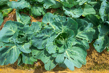 Cabbage foliage, seen from above, displays perforations caused by pest infestations, impacting leaf quality