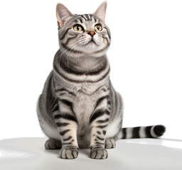 Obraz premium british cat isolated on white