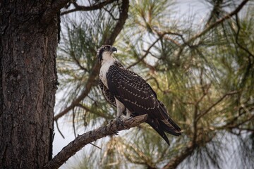 Osprey in Gulf State Park