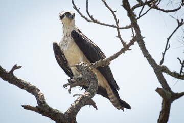 Osprey in Gulf State Park