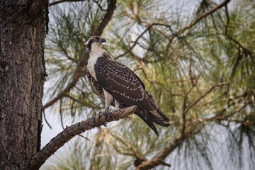Osprey in Gulf State Park