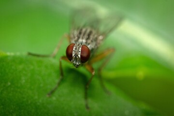 Housefly macro