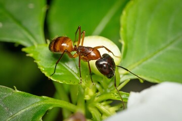Large Red Ant