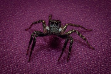 Adorable Jumping Spider