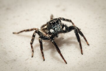 Adorable Jumping Spider