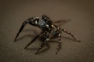 Adorable Jumping Spider