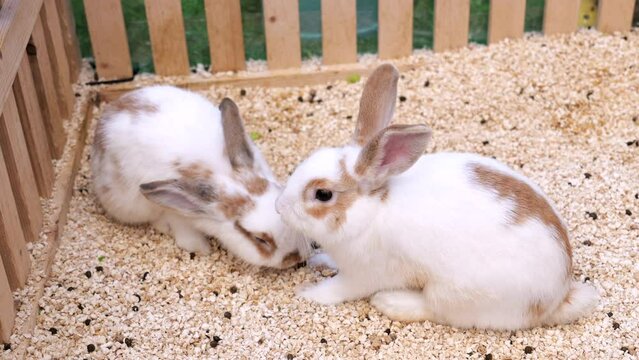 two little fluffy white rabbits eating and playing in wooden cage on farm.