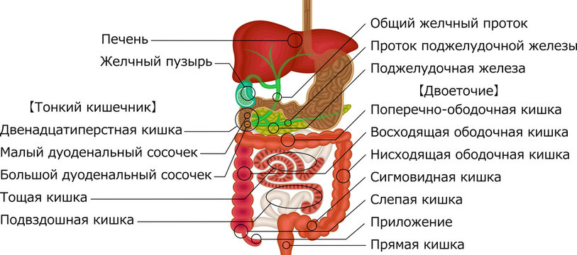消化器系　内臓　イラスト　ロシア語