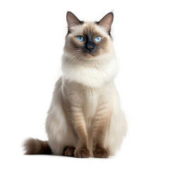 Balinese Cat , Isolated On Transparent, PNG, HD