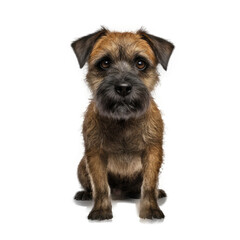 Border Terrier , Isolated On Transparent, PNG, HD