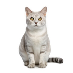 Fototapeta premium Burmilla Cat , Isolated On Transparent, PNG, HD