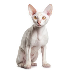 Cornish Rex Cat , Isolated On Transparent, PNG, HD