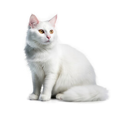 Naklejka premium Turkish Van Cat , Isolated On Transparent, PNG, HD
