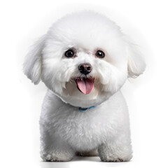 Bichon Frise , Isolated On Transparent, PNG, HD