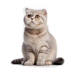Fototapeta premium Scottish Fold Cat , Isolated On Transparent, PNG, HD