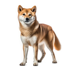 Fototapeta premium Shiba Inu dog , Isolated On Transparent, PNG, HD