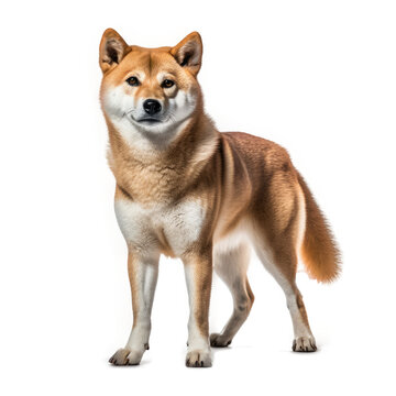 Shiba Inu dog  , Isolated On Transparent, PNG, HD