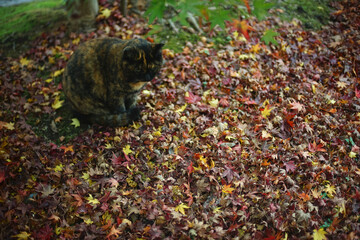 紅葉の日本庭園に佇む地域猫