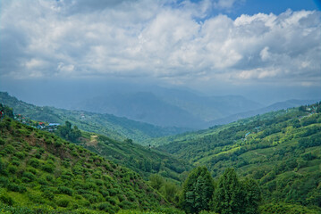 Fototapeta na wymiar landscape view of tea garden in Darjeeling hill station on a bright sunny day