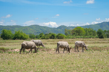 Naklejka na ściany i meble Thai Buffalo eating dry grass in a farm field. Animals in agriculture.
