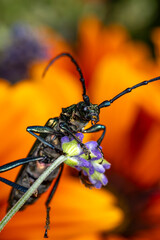 ein bunter Käfer auf einer Blüte - Makro